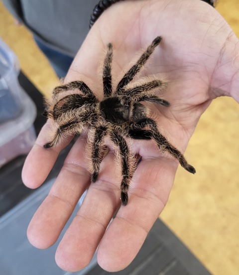 Farma Madagaskar