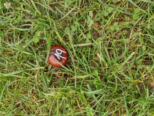 Gaštankove hľadanie